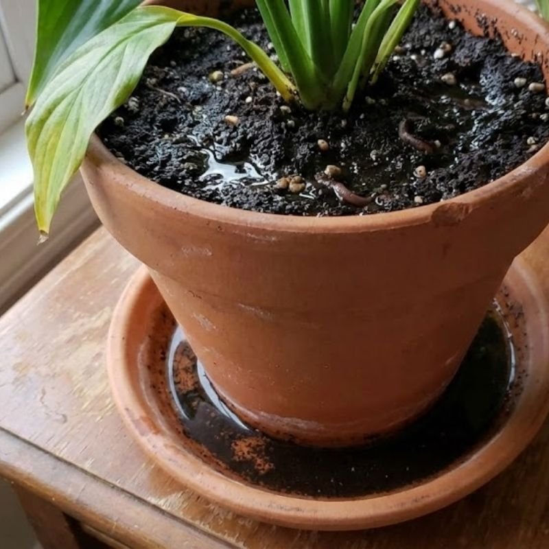 sustrato húmedo por exceso de riego en plantas