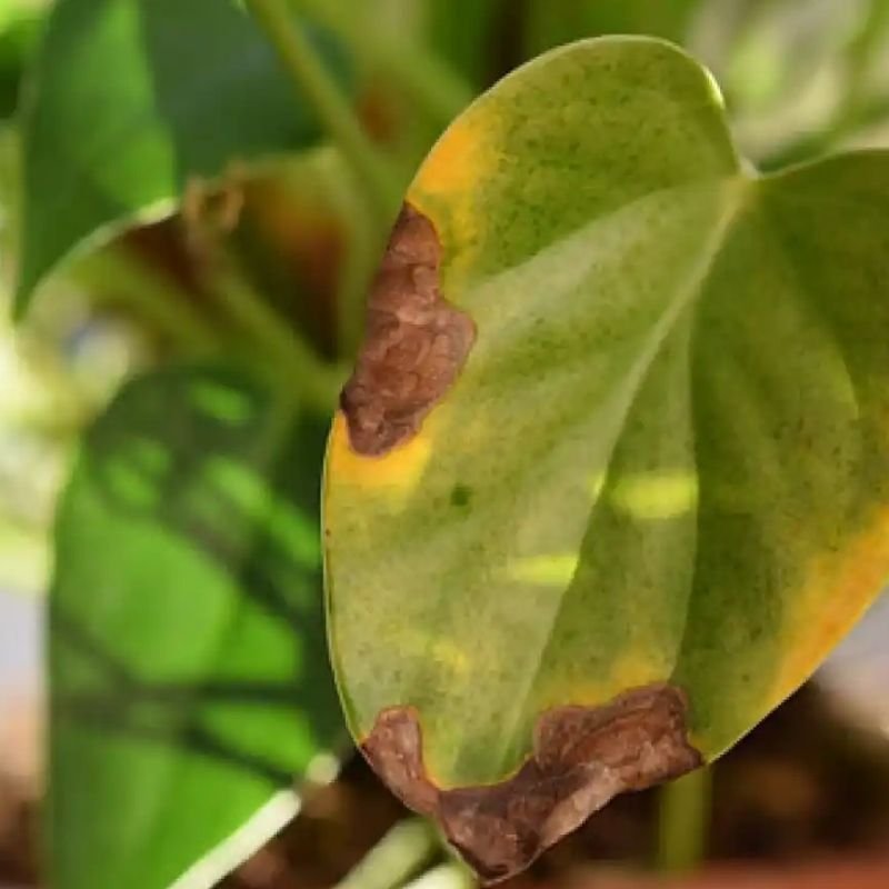 manchas marrones en hojas