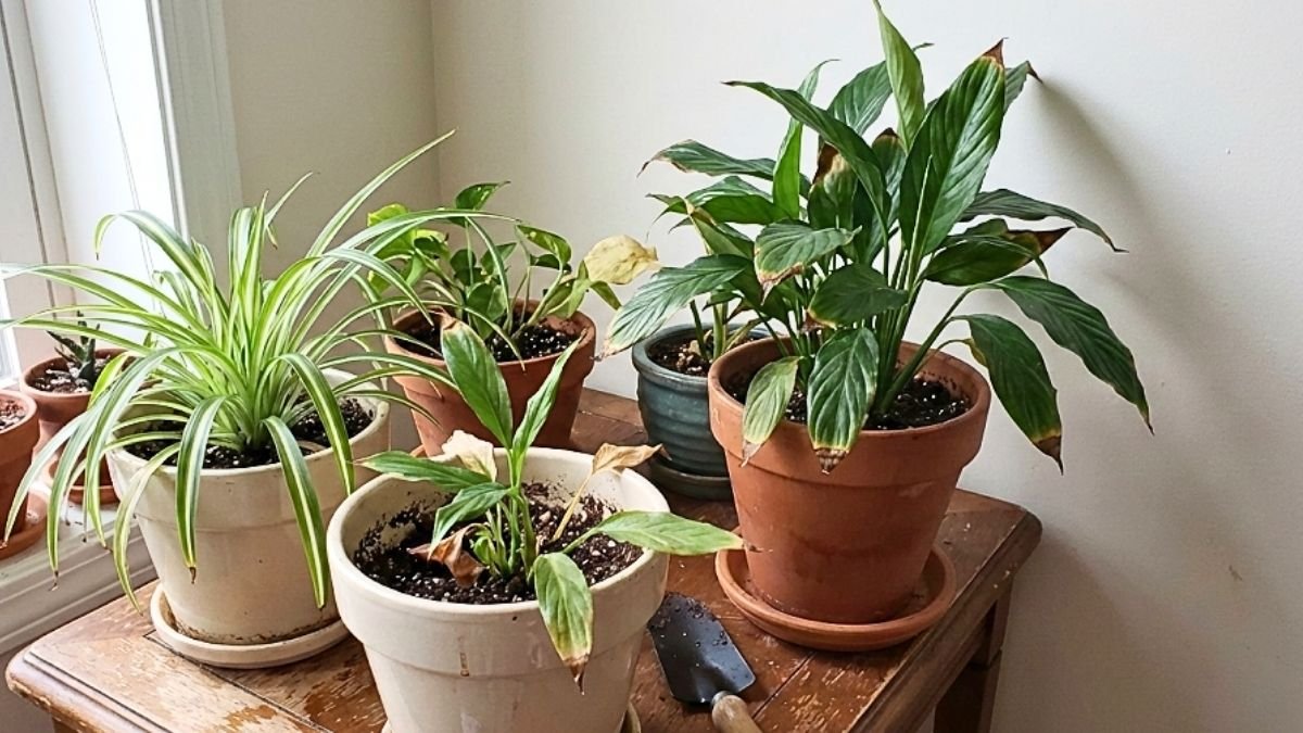 Por qué las hojas de tus plantas se ponen amarillas