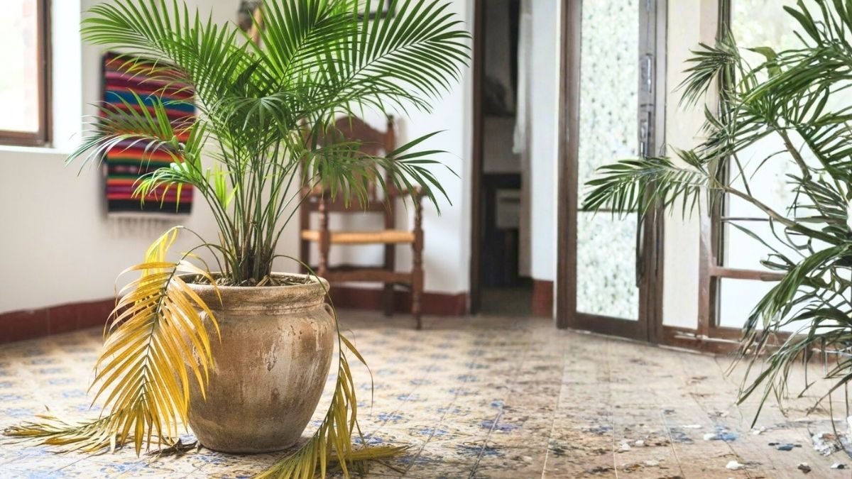 Hojas caídas: cuándo es normal y cuándo no