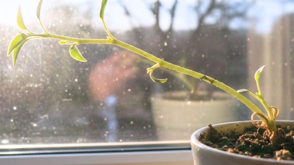 plantas con tallos débiles y alargados