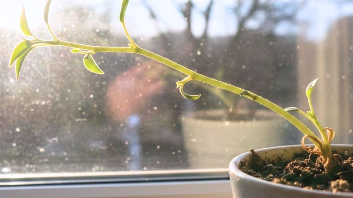 Tallos débiles y alargados: cómo leer esa señal