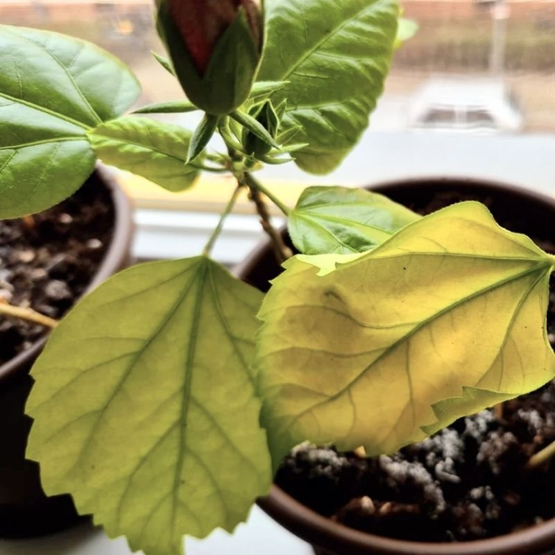 hojas palidas por cambios de luz