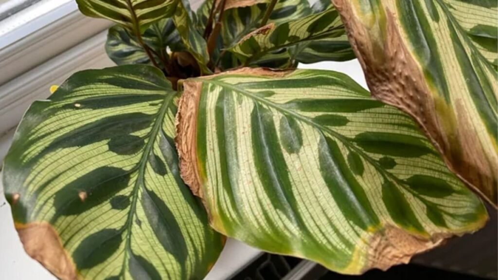 puntas de hojas secas en plantas