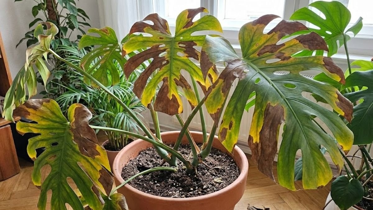 Manchas marrones en las hojas: causas más comunes