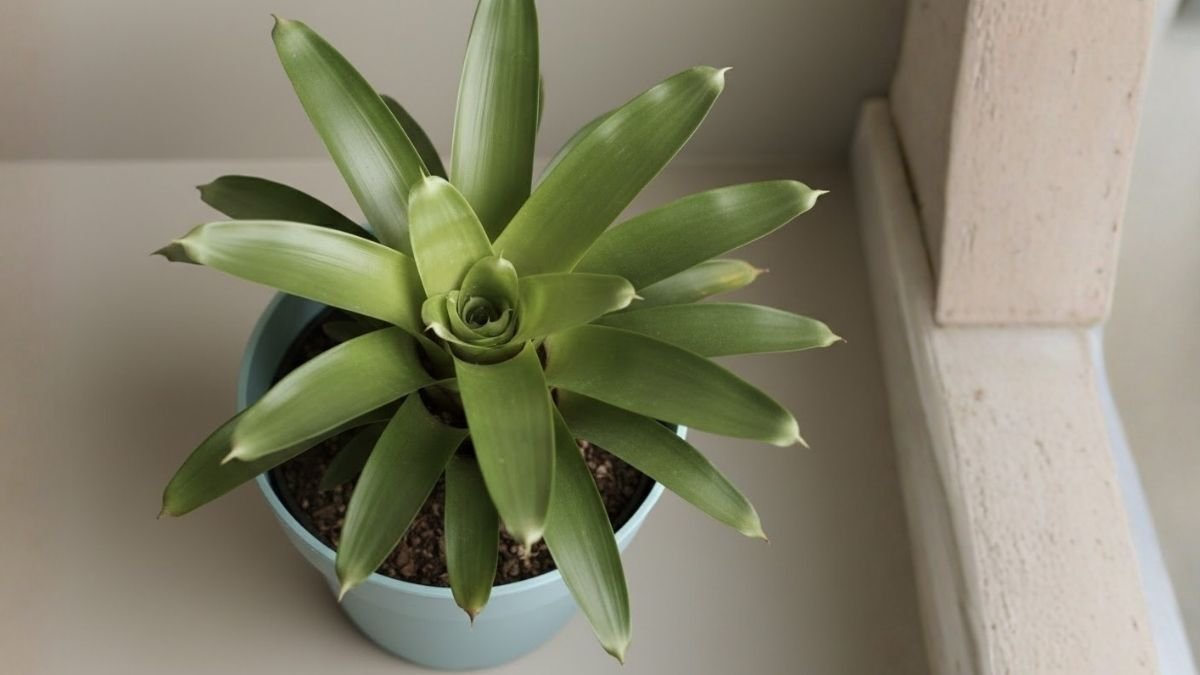 Planta sana que no florece: cómo entender esa ausencia