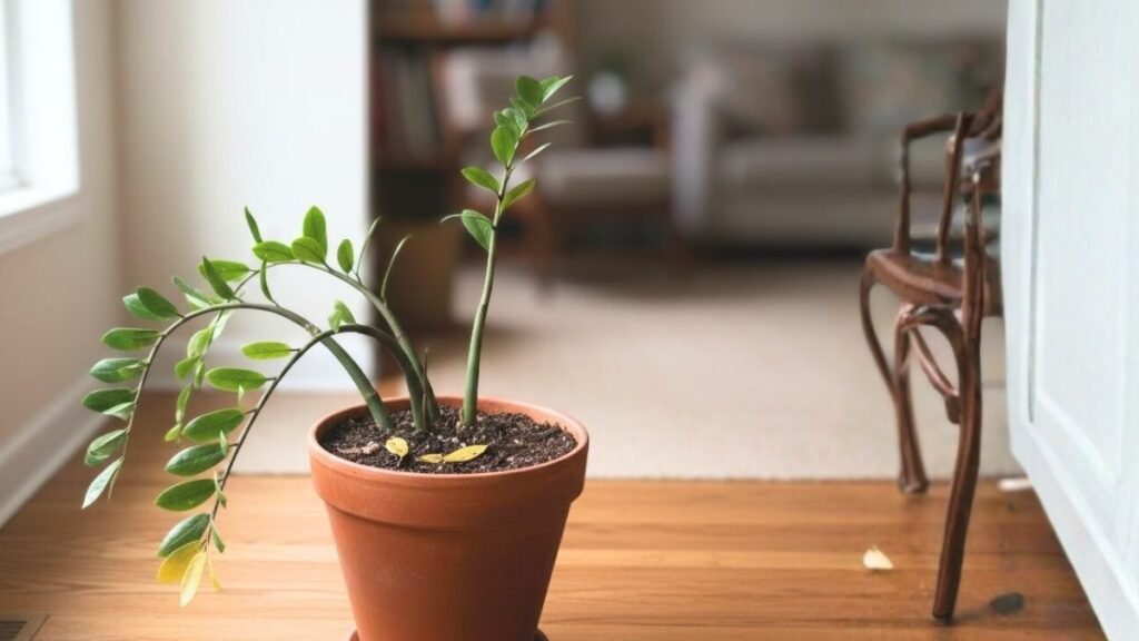 cambio natural en hojas de una planta en maceta