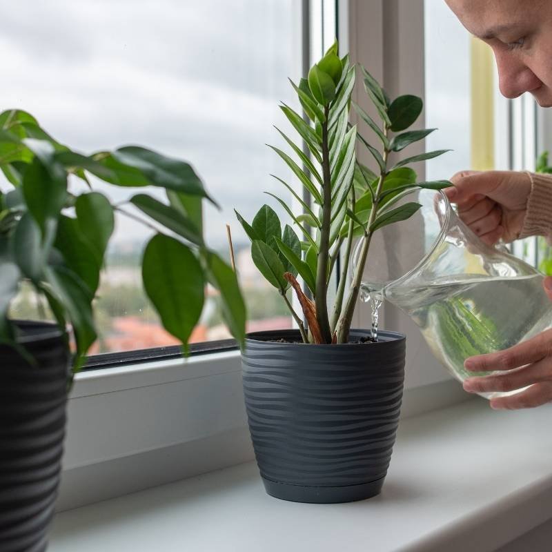 exceso de riego en plantas