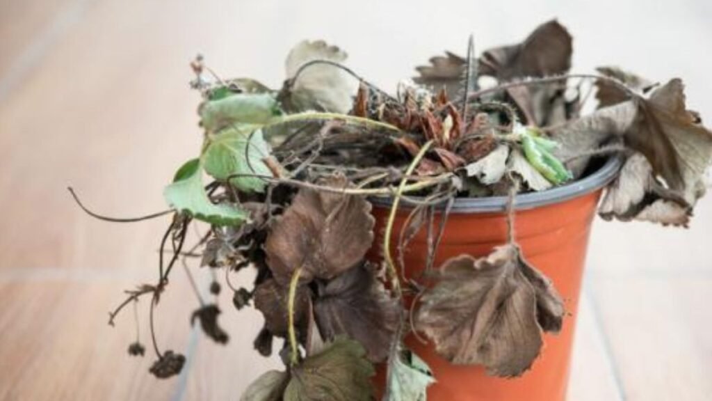 planta marchita por falta de agua