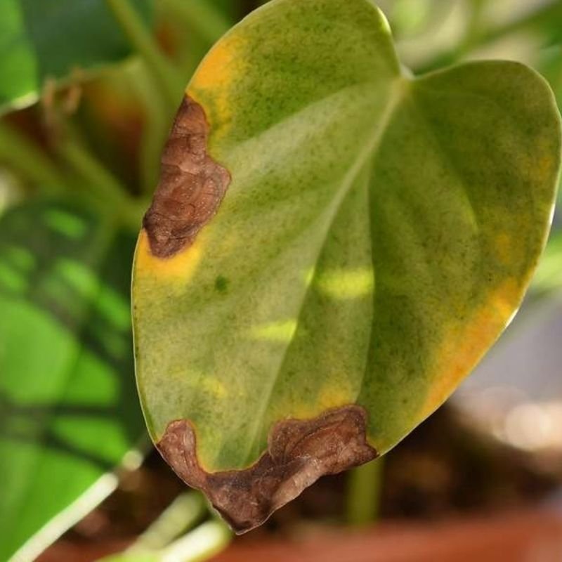 exceso de agua en hojas