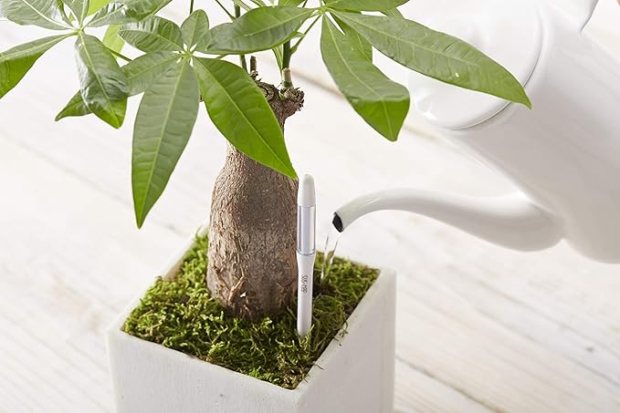 Cómo saber si una planta necesita agua