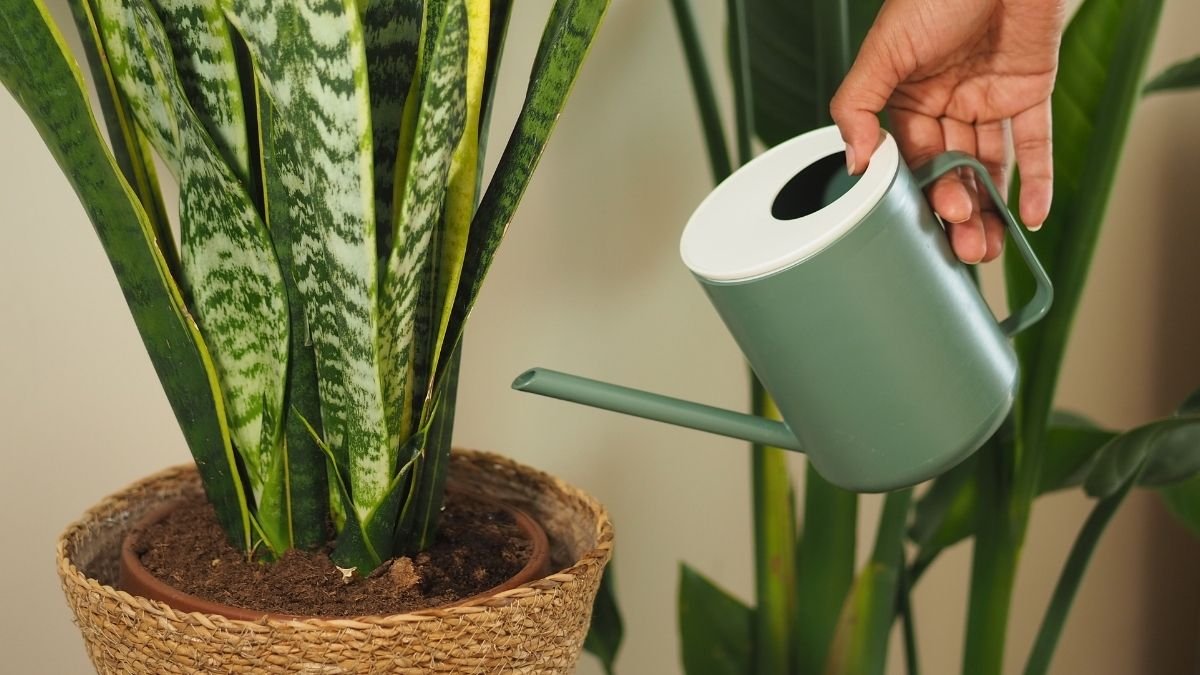 el mito del riego una vez por semana