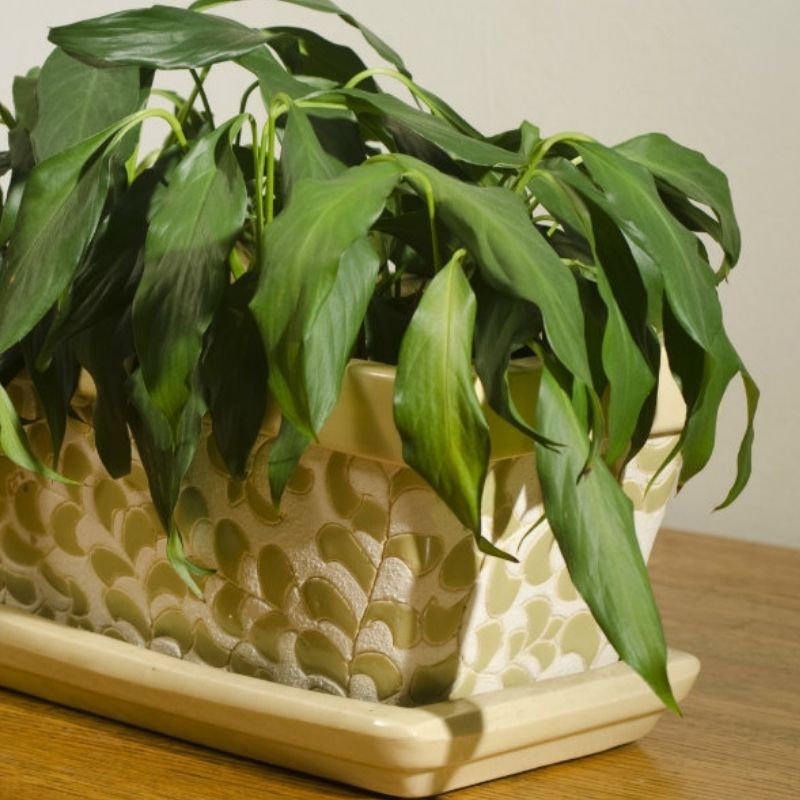 planta marchita por error de riego